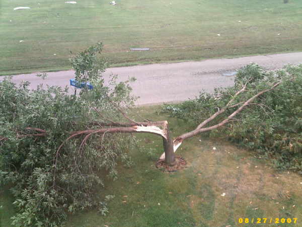 split tree out front